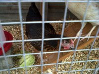 IMG00069-20120330-0745 edited.jpg