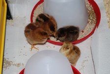 chicksresize.jpg