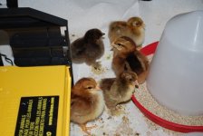 chicksresize2.jpg