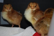 chicksresize3.jpg