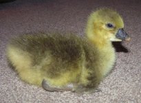 Toulouse gosling 005.jpg