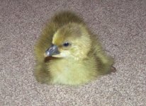Toulouse gosling 008.jpg