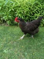 chickens 113_renamed_30802.jpg