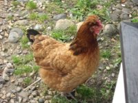 chickens 112_renamed_27120.jpg