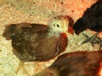 chicks4.jpg