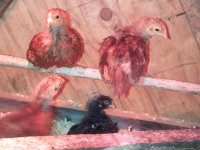 chicks3.jpg