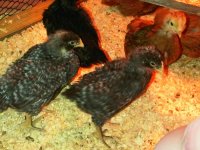 chicks2.jpg