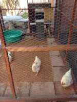 Chicken Run 1.jpg