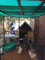 Chicken Run 2.jpg