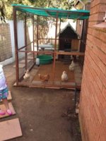 Chicken Run 4.jpg