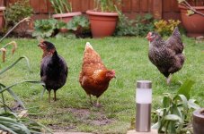 chucks in garden.jpg