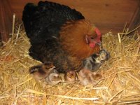 chickens 187.jpg