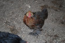 pekin2resize20.jpg