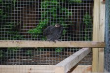pekin3resize20.jpg