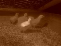 chickssap2.jpg