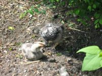 chickens 200.jpg