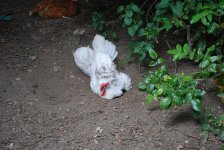 whitestardustbath.jpg