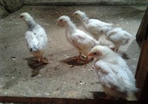 chicks3weeks.jpg