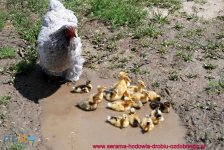 album_pic[2].jpg
