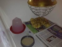 Rearing-Area.jpg