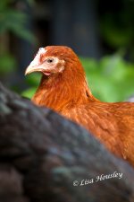 hen 2.jpg