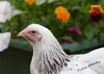 hen 6.jpg