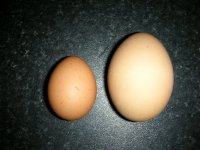 wind egg.jpg