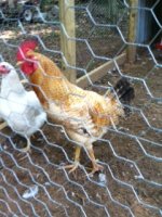 rooster.jpg