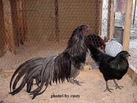 cock_&_hen.jpg