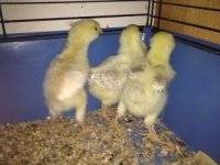chicks2.jpg