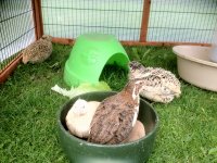 quail in run july 2012 2012-07-08 003 (800x600).jpg
