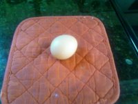 Egg#2.jpg