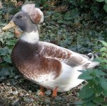 APRICOT CRESTED DRAKE.jpg