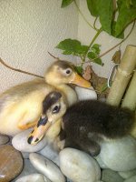 web ducks.jpg