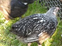 Silver Laced Wyandotte.JPG