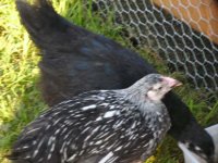 Silver Laced Wyandotte & Jersey Giant.JPG