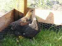 Golden Laced Wyandotte & Jersey Giant.JPG