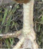 banty leg.jpg
