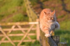 remy on the fence.jpg