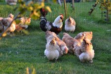 evening flock resizd.jpg