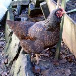 barnevelderhen.jpg