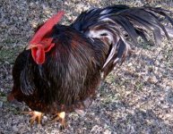 Talos the barnevelder cockerel.JPG