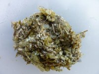 Marigolds poo 001 (640x480).jpg