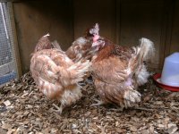 chickens 006.JPG
