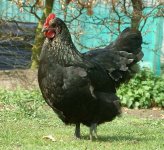 Norfolk Grey hen 'Boudica'.jpg