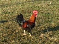 Cocky.JPG