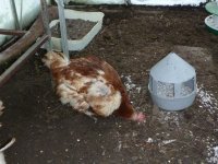 Varta's feathers regrowing (640x480) (600x450).jpg Varta's feathers regrowing (640x480) (600x450).jpg