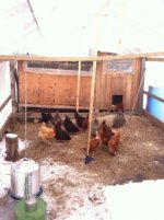 Chicken Biodome 010.jpg