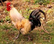 buttercup cock3.JPG