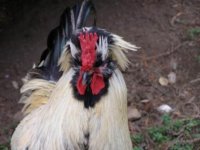 exotic cockerel.JPG